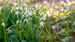 snowdrops growing next to crocuses