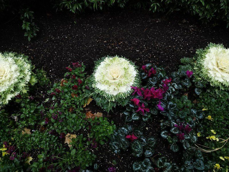 Essential Phone camera sample
