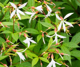 front yard plant Gillenia trifoliata AGM flowering in late spring display