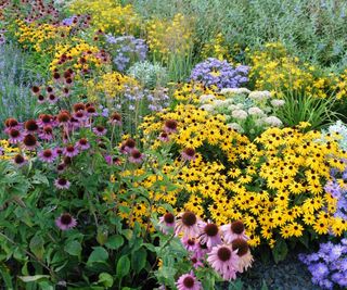 A perennial flower border featuring herbaceous perennials such as coneflowers, black-eyed Susan, and yarrow