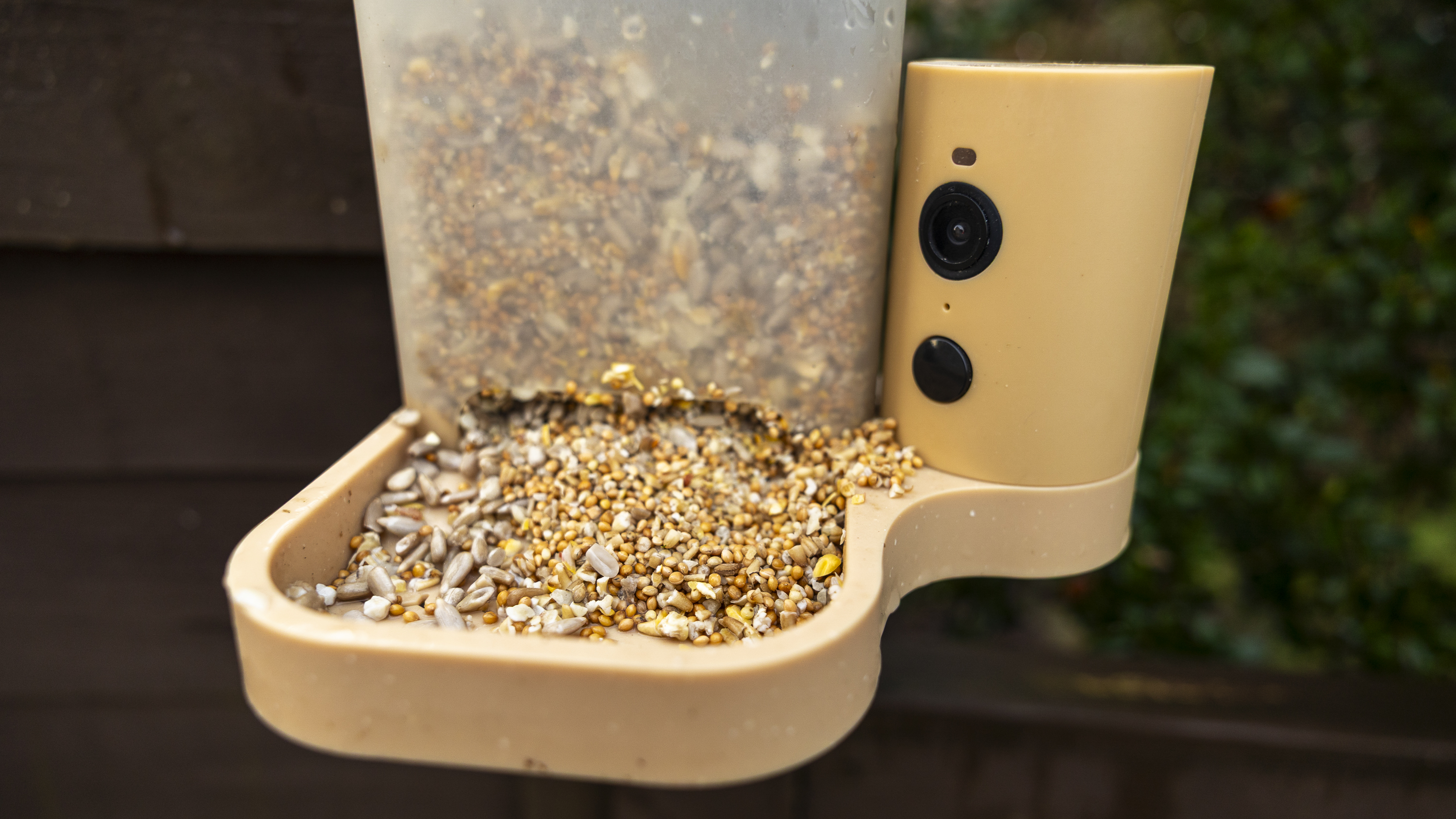 The Birdfy Rookie feeder attached to a brown fence in a UK winter garden