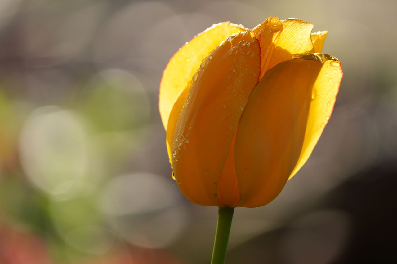 Sample image shot on the Sony A7R VI, unedited JPEG