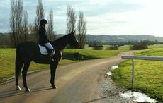 Jack-the-giant-racehorse.jpeg