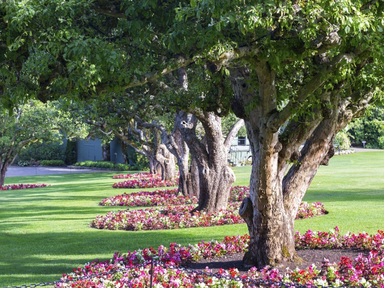 planting under oaks