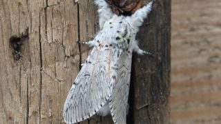A puss moth rests on a wooden pole, showing its furry white head and antennae.