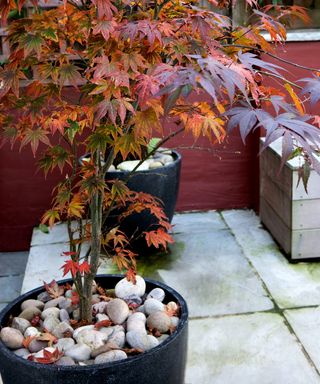 an acer, also known as a japanese maple, growing in a pot on a patio