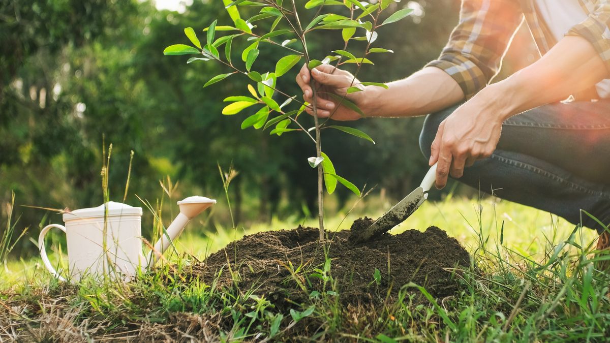 Tree Planting Mistakes: 8 Common Reasons New Trees Fail | Gardening ...