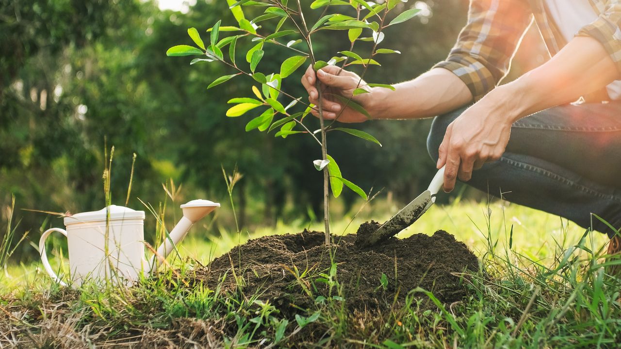 Man planting tree