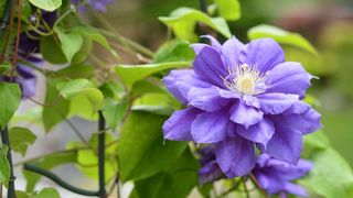 close-up of purple clematis flower