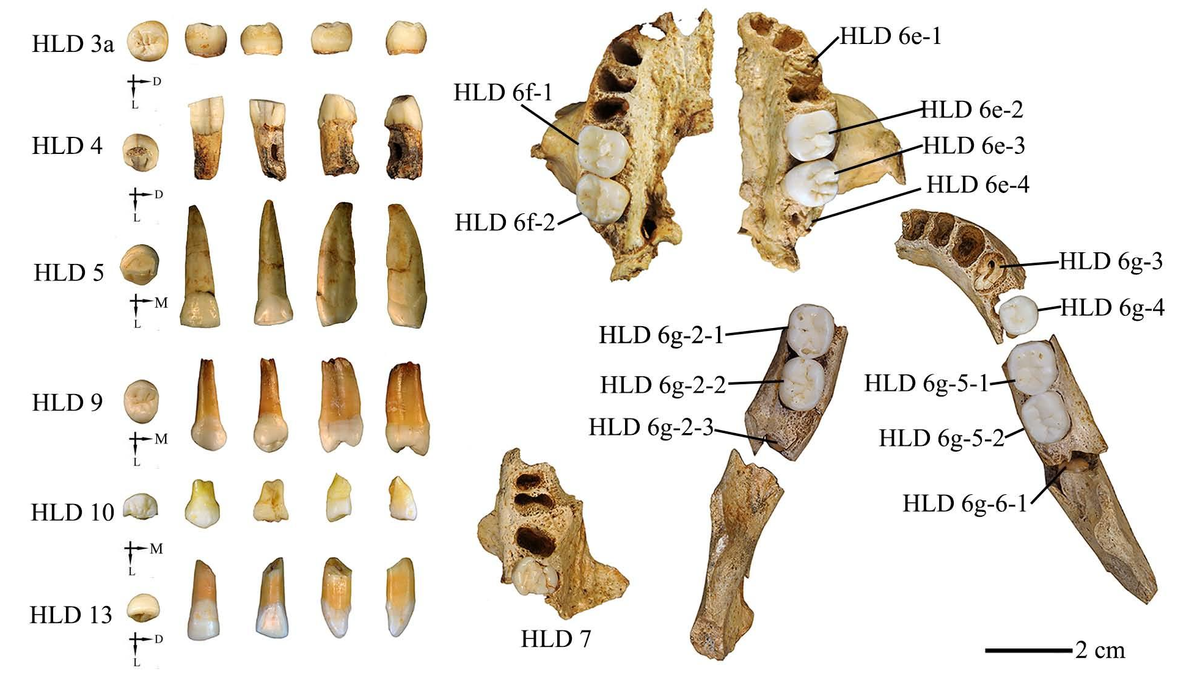 a series of teeth and jaws from ancient humans