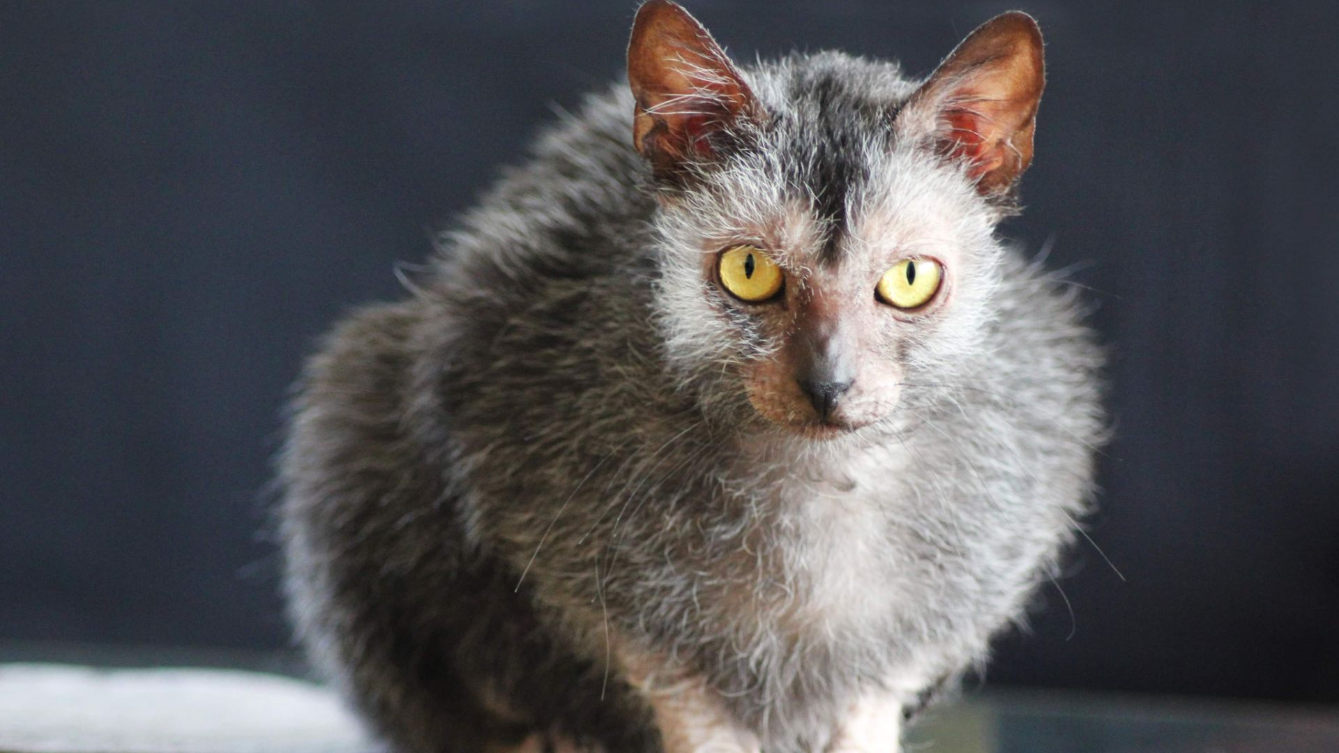 Lykoi cat
