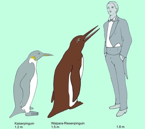 Giant Prehistoric Penguins Evolved During The Dinosaur Age Live Science