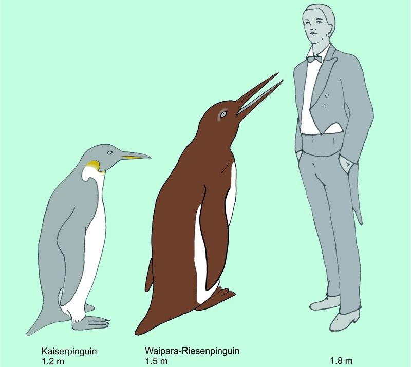 The Waipara giant penguin compared to an emperor penguin (the largest living penguin species) and a human.