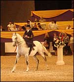 hoyssidesaddlebdmain.jpg