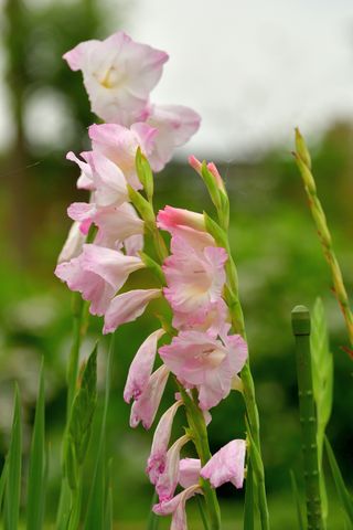 Summer bulbs gladioli