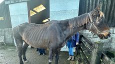 RSPCA-1.jpg