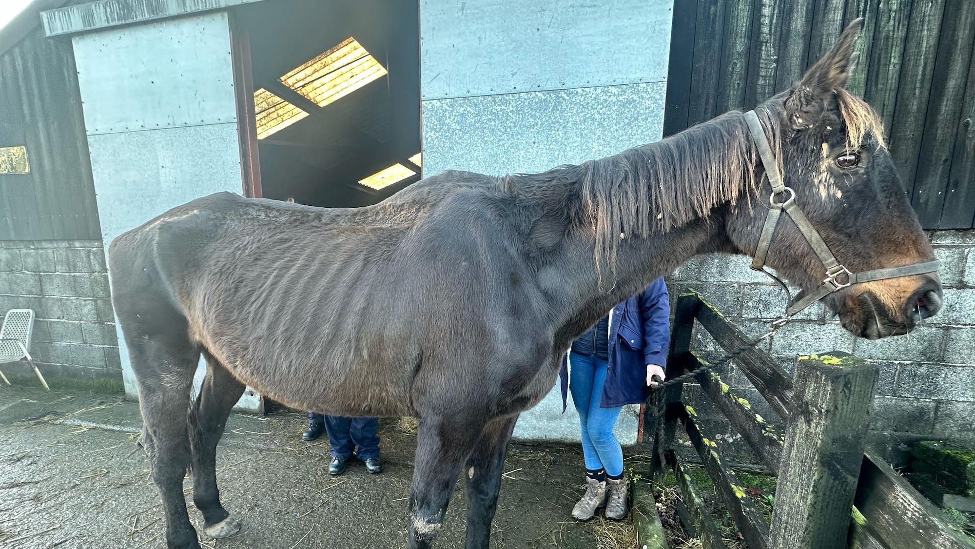 RSPCA-1.jpg