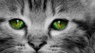 Cat with green eyes