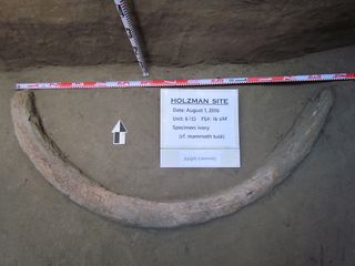 The newly discovered, 55-inch-long (140 centimeter) mammoth tusk.