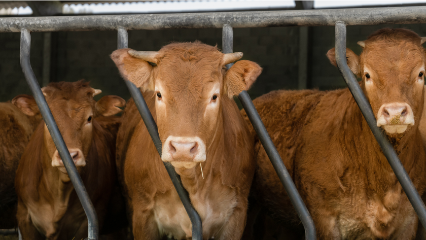 Three brown cows behind bars