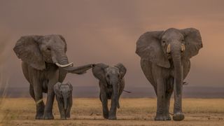 Elephant herds that are led by older matriarchs, who often have more remembered life experiences, tend to fare better in droughts.