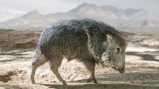 A javelina in the desert