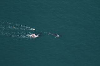 An aerial view of North Atlantic right whale being untangled by biologists.