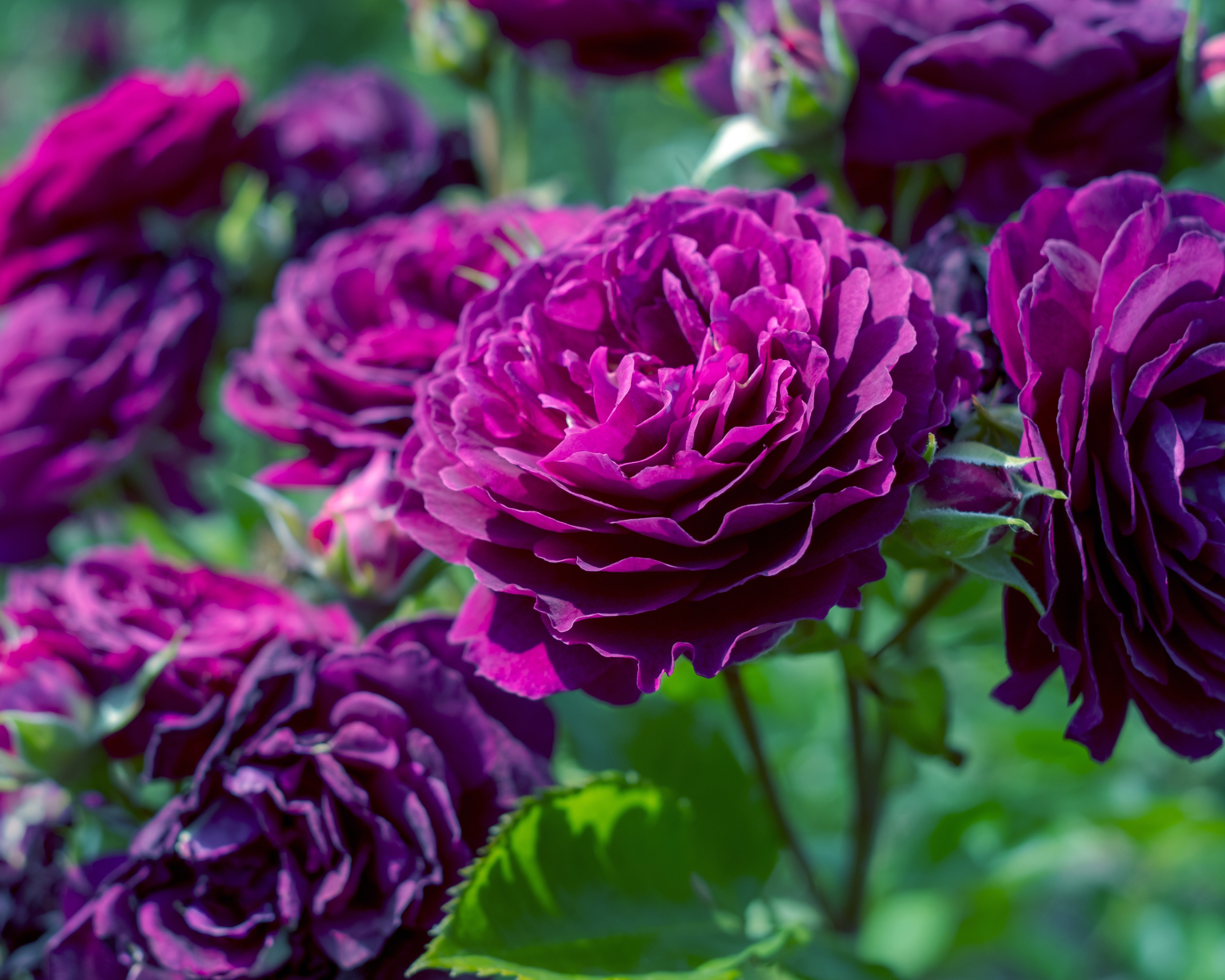 Beautiful pink purple Ebb Tide roses, photographed in Queen Mary's Rose Gardens, Regent's Park, London UK in mid summer.