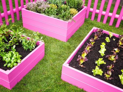 Three bright pink raised garden beds surrounded by grass and a bright pink picket fence
