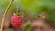 Wasps flying towards raspberries