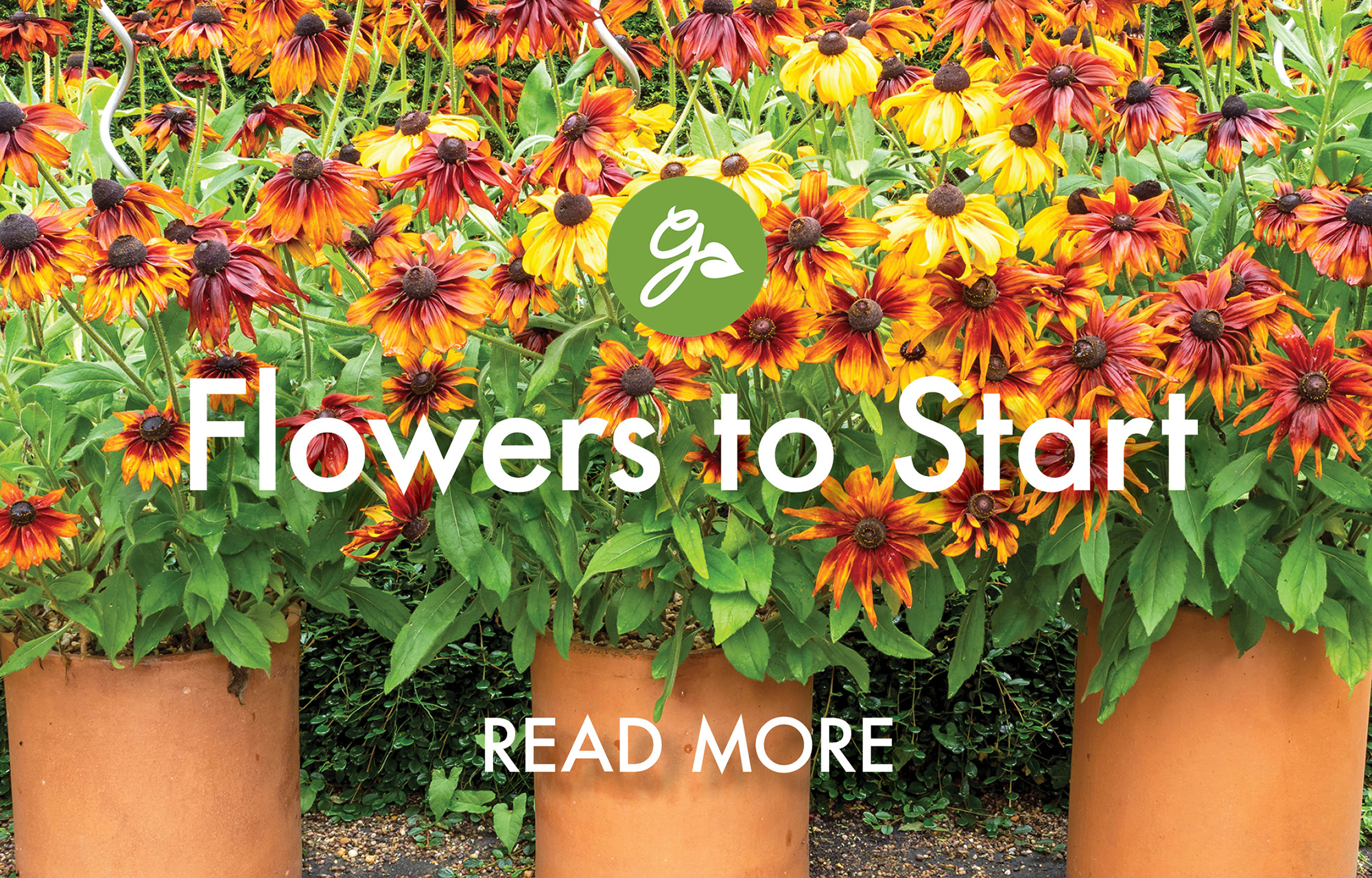 Black eyed Susan in terracotta pots