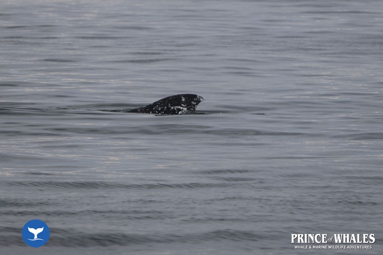 Shots of orca Whales taken at sea