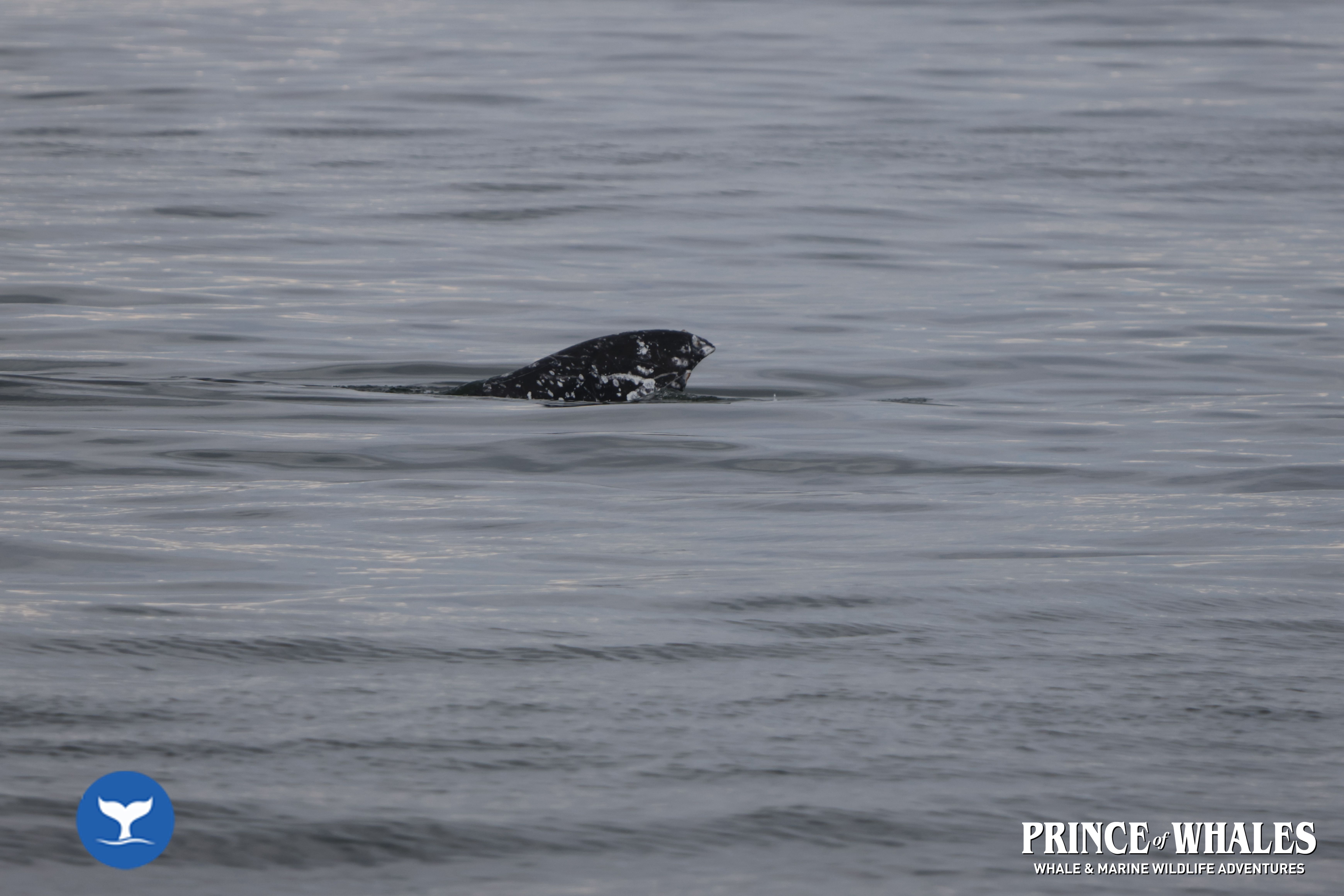 Shots of orca Whales taken at sea
