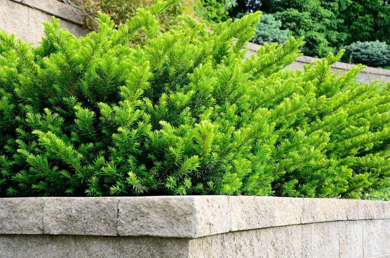 Light Green Taunton Yew Shrub