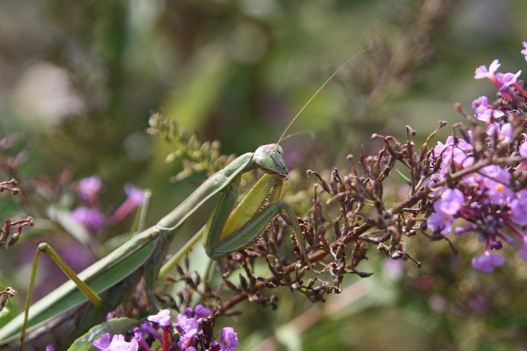 Keeping Plants Warm... Creatively | Gardening Know How