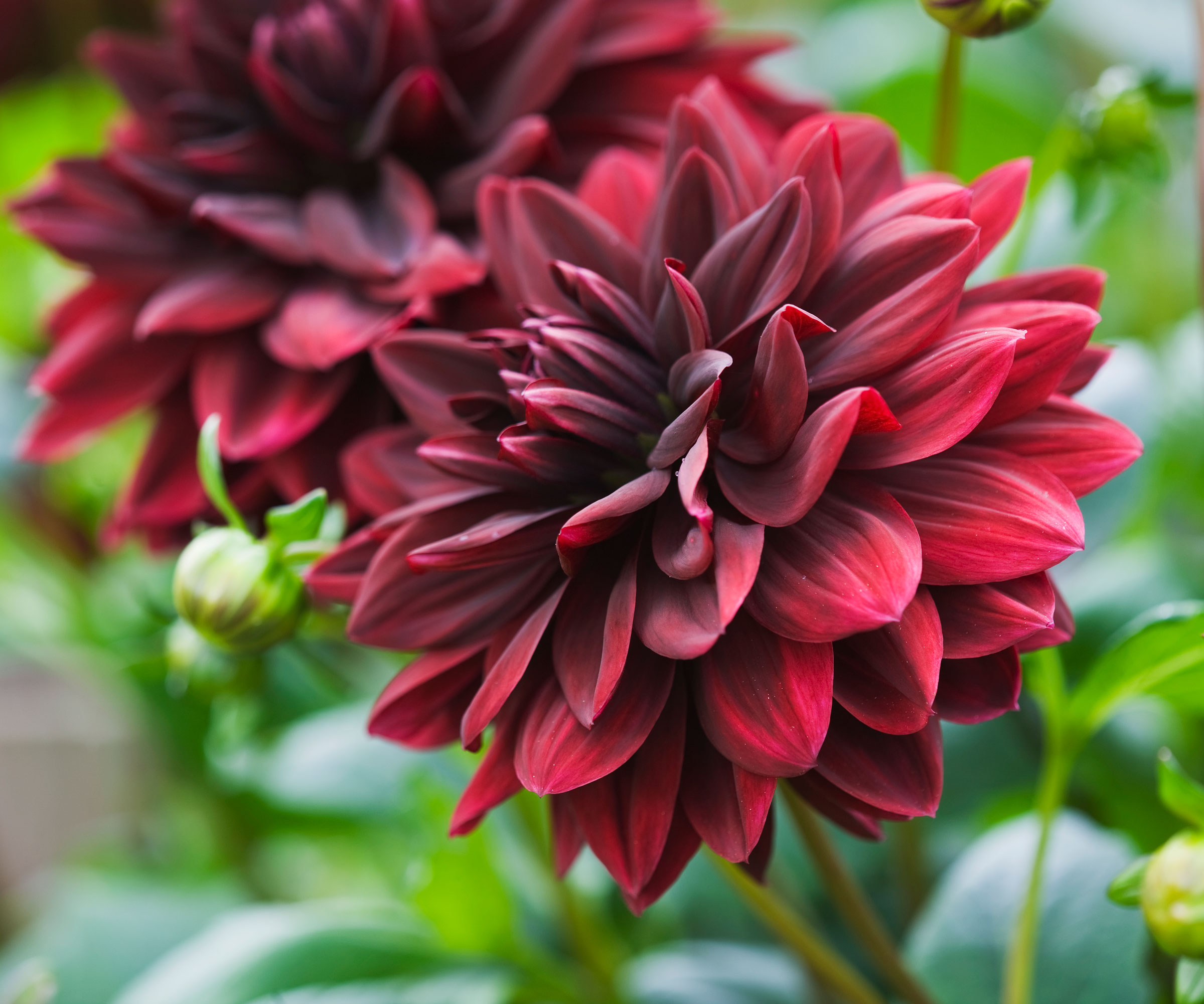 the red flowers of Dahlia 'Sam Hopkins'