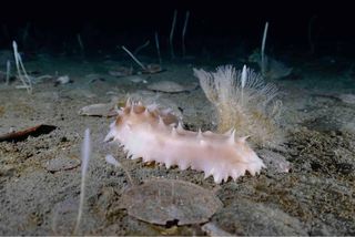 Life on the seafloor beneath the ice shelf is similar to that found in the deepest parts of the oceans, and includes sponges, sea cucumbers and brittle stars.
