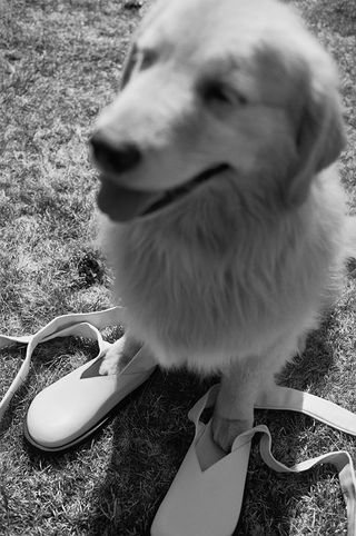 Birkenstock Jil Sander campaign images dog wearing sandals