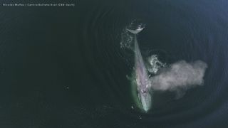 Aerial view of blue whale exhaling in the Moraleda Channel, a body of water separating the Chonos Archipelago from the mainland of Chile.