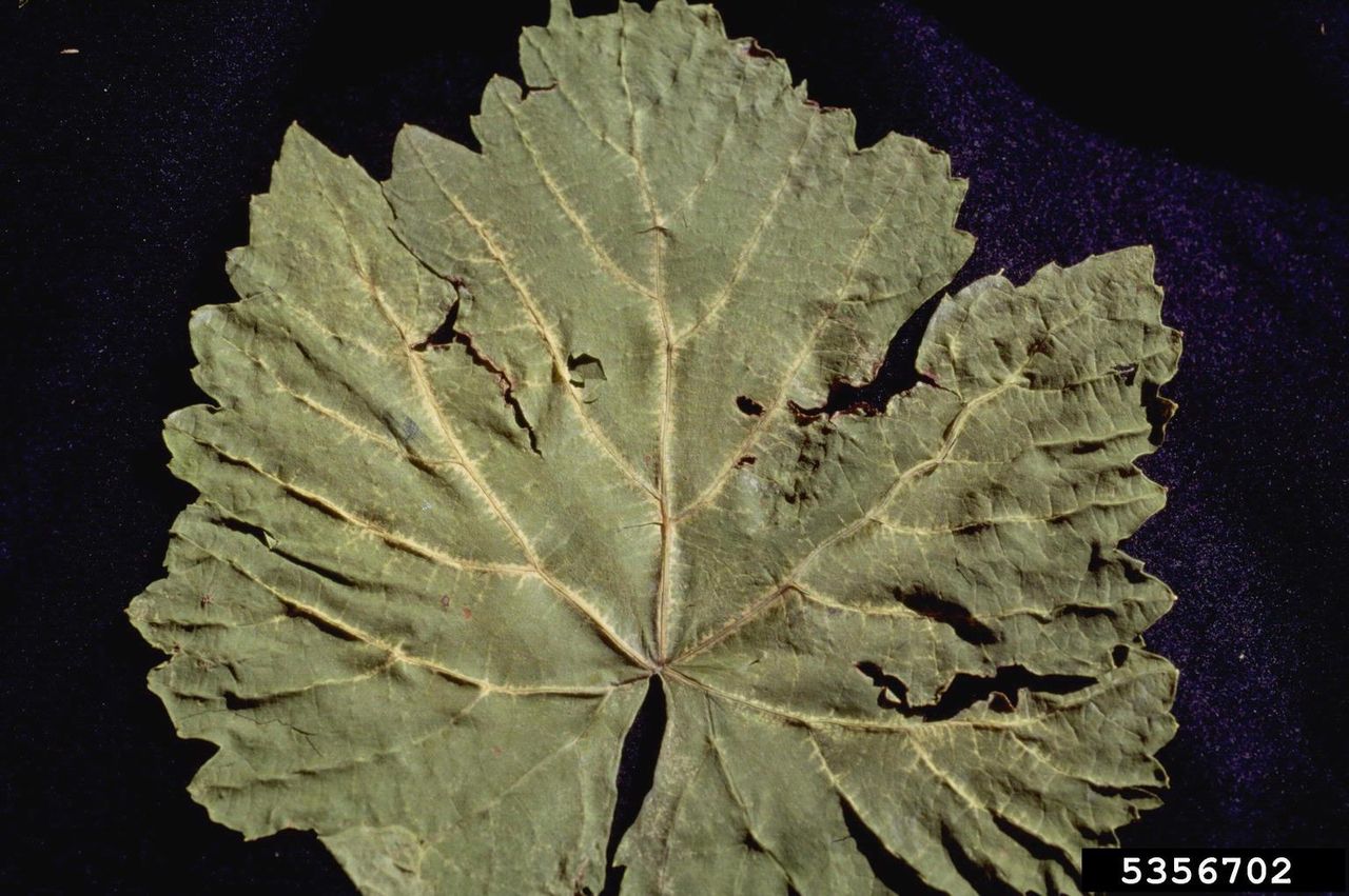 Virus Infected Grapevine Fanleaf