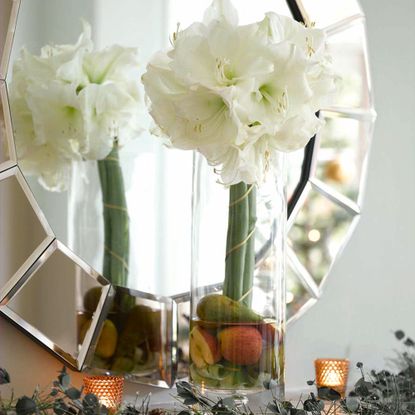 amaryllis in front of mirror