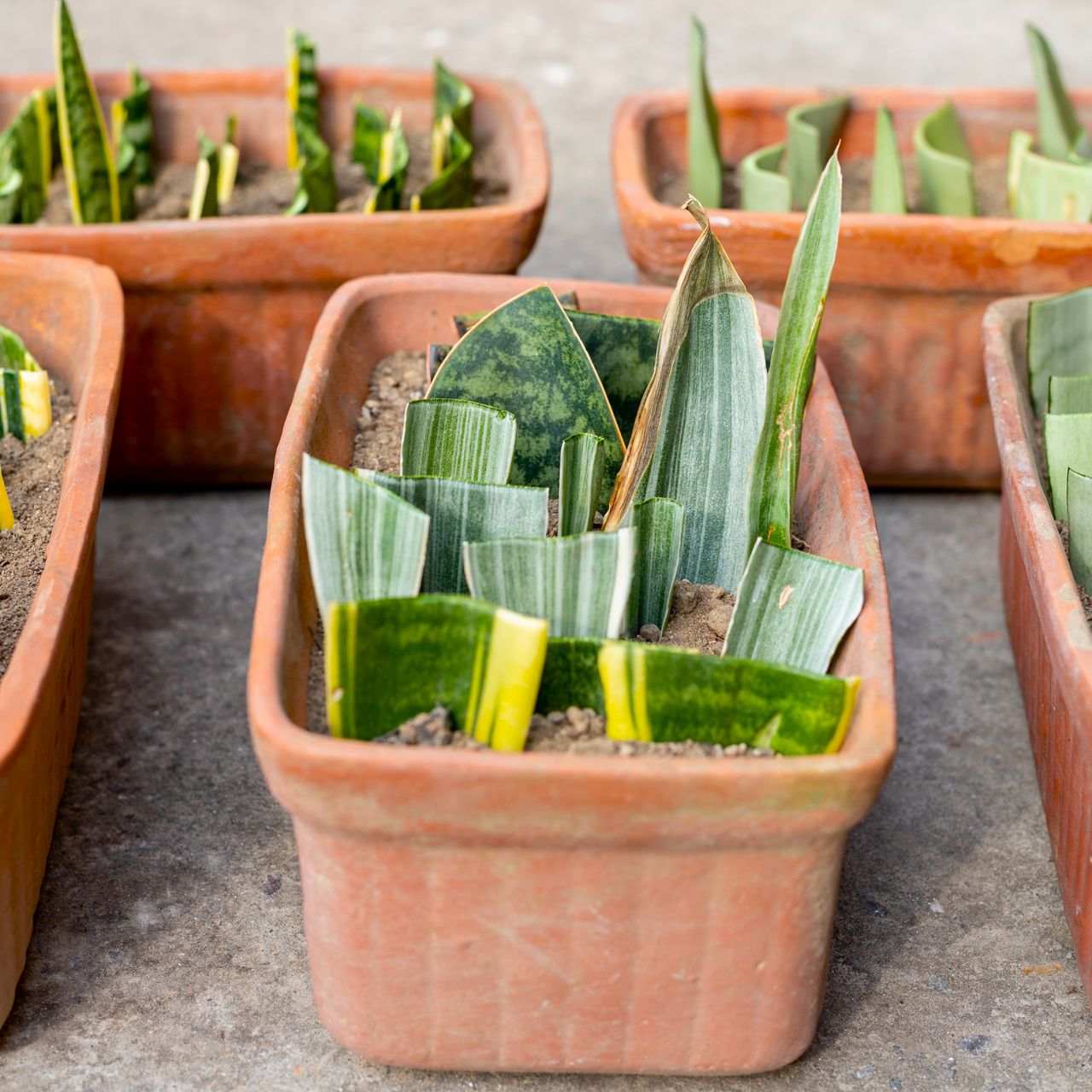 lots of snake plant cuttings in several terracotta pots