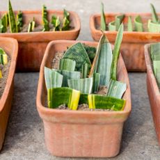 lots of snake plant cuttings in several terracotta pots