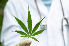 Marijuana leaves in the hands of a doctor