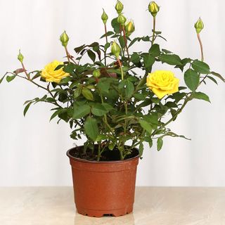 indoor yellow rose plant