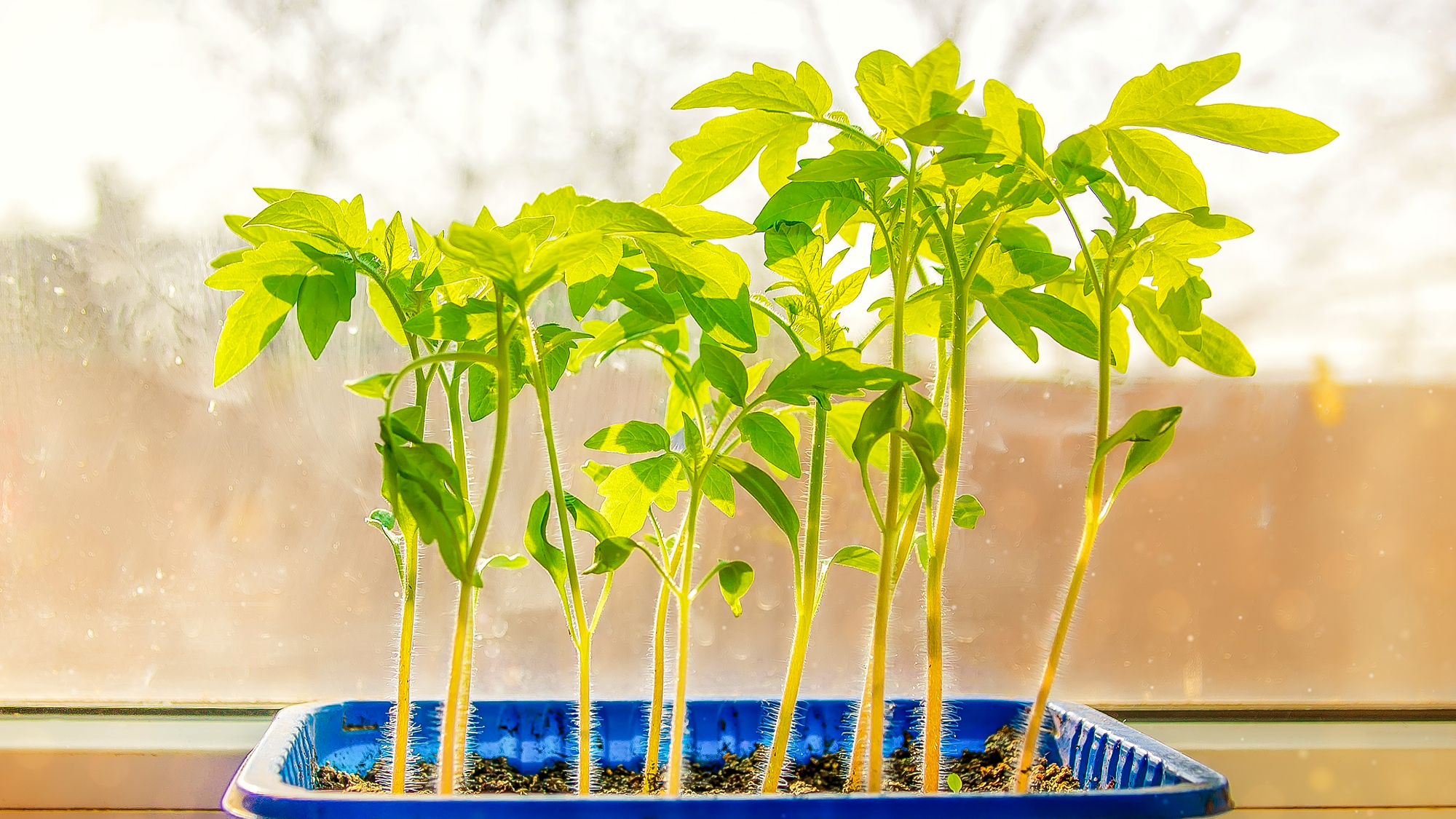  yellowing tomato seedlings on windowsill