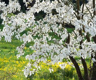 Magnolia salicifolia tree in bloom