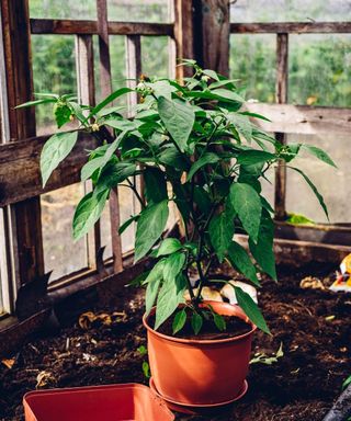 A jalapeno pepper plant growing in a pot