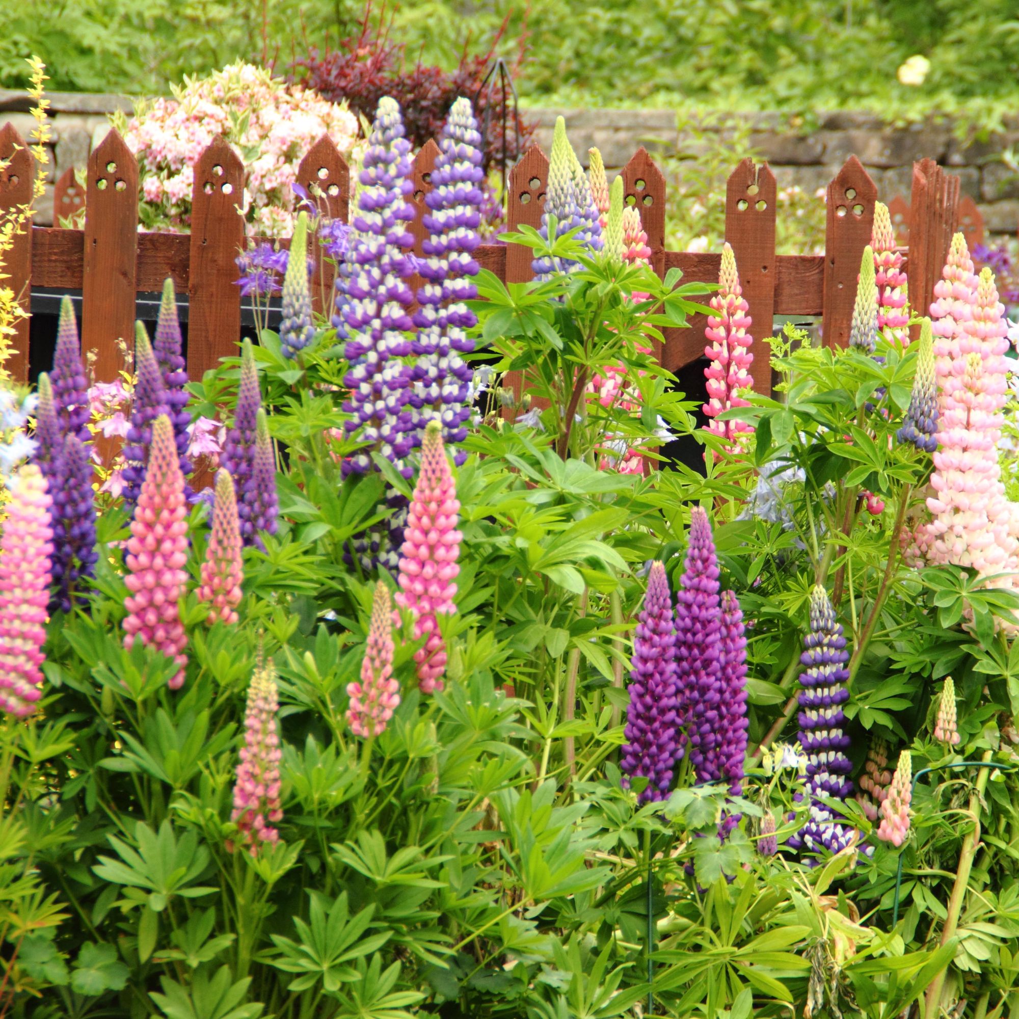 colourful lupins