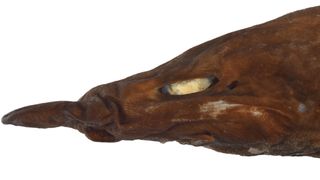 Apristurus ovicorrugatus close up showing the shark's face with white eyes 